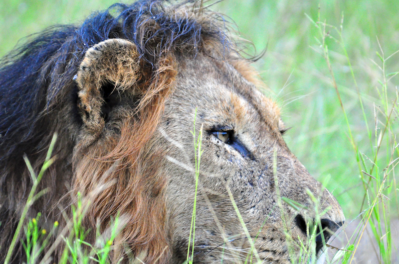 Melanie Heinrich - travel images - Lion Sands Private Game Reserve